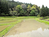 画像：作付時の農用地